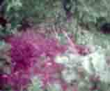 MÄ LAITAN TÄN MUN NETTIPÄIVÄKIRJAAN MIHIN K-SIN!